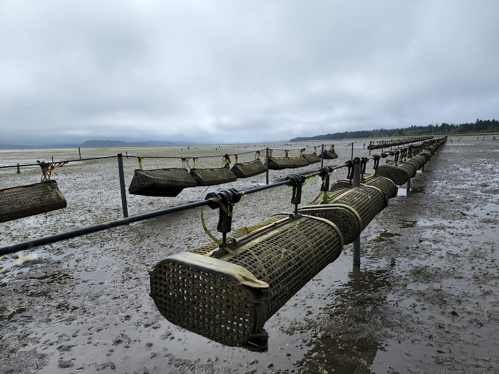 What Are Tide-Tumbled Oysters?