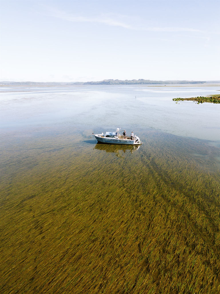 Are Willapa Wild Oysters Good for the Environment?