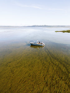 Rewilding Our Oyster Beds