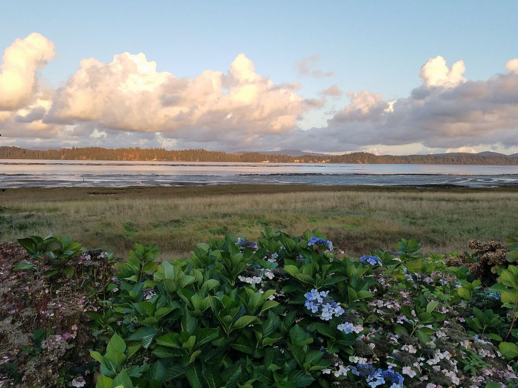 Where Is Willapa Bay and Why Is It Ideal for Oyster Farming?