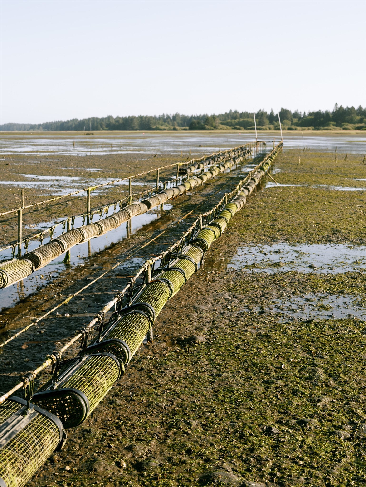 Oyster grow-out baskets extending across the tide flats