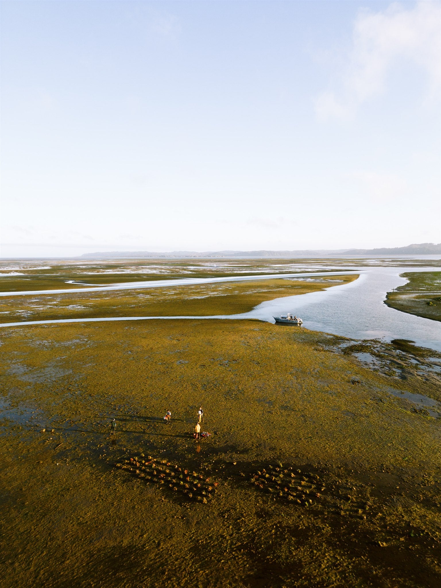 Willapa Bay oyster beds